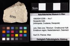 Foto (Objket + Etiketten) von Decapoda indet. 